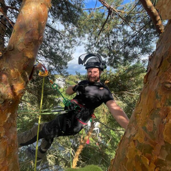 puupatrull-arborist,puude langetamine ja lõikamine (1) puupatrull-arborist,puude langetamine ja lõikamine (1)