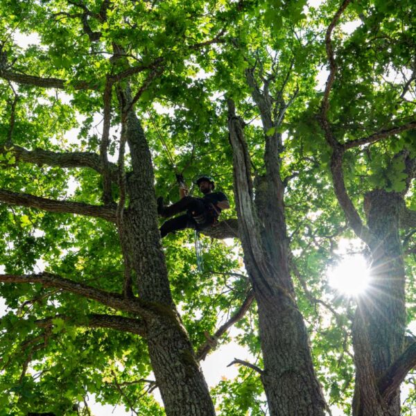 puupatrull-arborist,puude langetamine ja lõikamine (10) puupatrull-arborist,puude langetamine ja lõikamine (10)