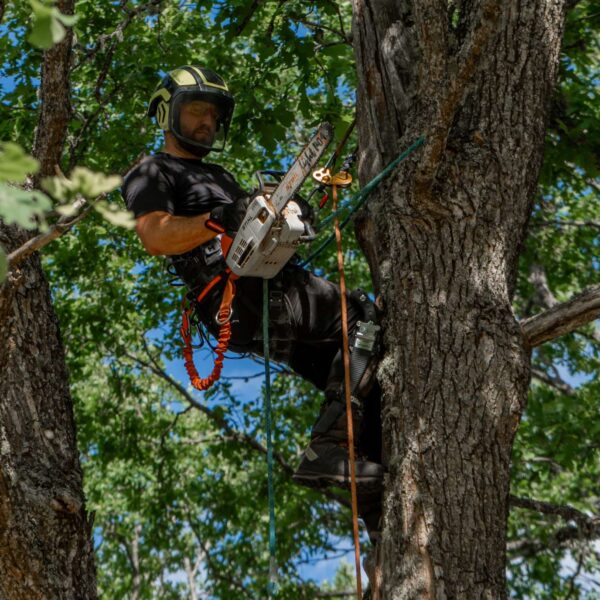 puupatrull-arborist,puude langetamine ja lõikamine (16) puupatrull-arborist,puude langetamine ja lõikamine (16)