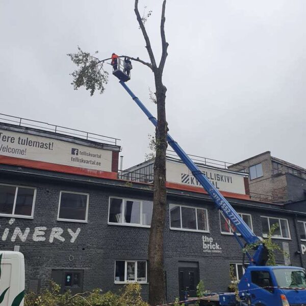 puupatrull-arborist,puude langetamine ja lõikamine (2) puupatrull-arborist,puude langetamine ja lõikamine (2)