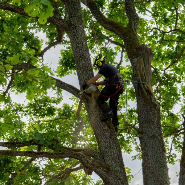 puupatrull-arborist,puude langetamine ja lõikamine (22) puupatrull-arborist,puude langetamine ja lõikamine (22)