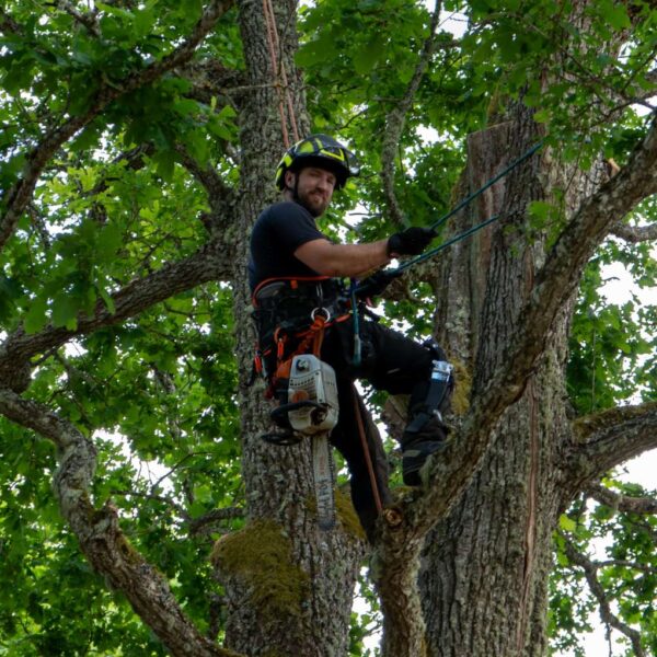 puupatrull-arborist,puude langetamine ja lõikamine (24) puupatrull-arborist,puude langetamine ja lõikamine (24)