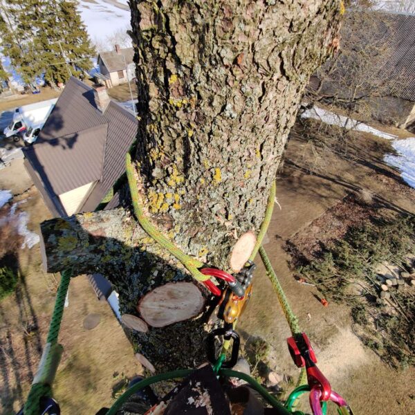 puupatrull-arborist,puude langetamine ja lõikamine (26) puupatrull-arborist,puude langetamine ja lõikamine (26)