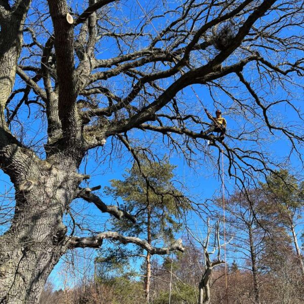puupatrull-arborist,puude langetamine ja lõikamine (3) puupatrull-arborist,puude langetamine ja lõikamine (3)
